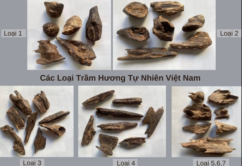 Trầm Hương Có Mấy Loại